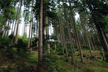 Propriété Forestière - Achat et Vente de forêt