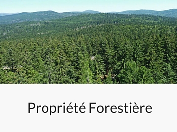 Services Forestière Hiram Forêt et Bois